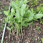 Asclepias purpurascens Other