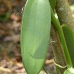 Vanilla planifolia 叶