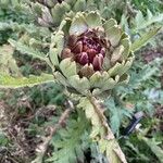 Cynara cardunculus Flower