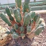 Euphorbia resinifera Yaprak