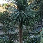 Dracaena draco Hostoa