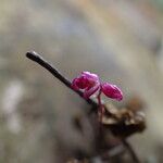 Bulbophyllum sanfordii Kwiat