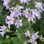 Campanula lactiflora Λουλούδι