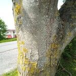 Acer pseudoplatanus Bark