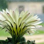 Astrophytum myriostigma Virág