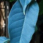 Tetradium daniellii Blatt