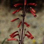 Penstemon centranthifolius Хабит