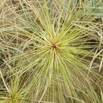 Spinifex littoreus Leaf