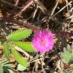 Mimosa quadrivalvis Квітка