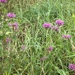 Monarda media Flower