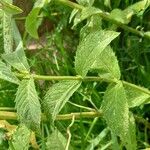 Mentha longifolia Folha