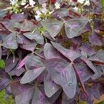 Oxalis triangularis 整株植物