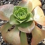 Aeonium nobile Leaf