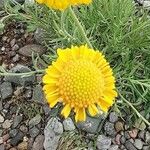 Gaillardia megapotamica Flower