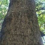 Croton megalobotrys Bark