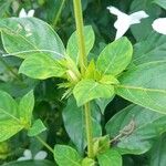 Barleria cristataFolio