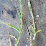 Cenchrus spinifex Hoja