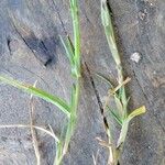 Cenchrus spinifex Blatt