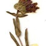 Prunella hyssopifolia Blomma
