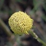 Acmella oleracea Flower