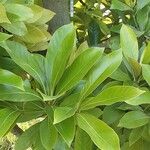 Lithocarpus edulis Leaf