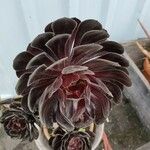 Aeonium arboreum Blad