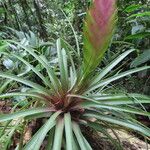 Wallisia anceps Feuille