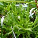 Saxifraga trifurcata Sonstige