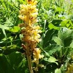 Orobanche flava Flor