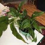 Spathiphyllum floribundum 葉