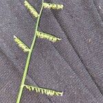 Echinochloa pyramidalis Flor