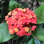 Ixora chinensisΛουλούδι