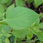 Ocimum americanum Лист