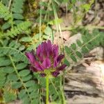 Astragalus hypoglottis Fleur