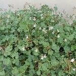 Pelargonium odoratissimum ഇല