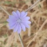 Cichorium pumilumBlüte