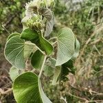 Ipomoea spathulata ഇല