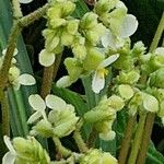 Begonia imperialis Flower