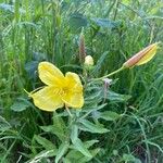 Oenothera glaziovianaപുഷ്പം