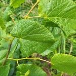 Tilia × europaea Leaf