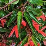 Begonia boliviensis Leaf