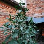 Nicotiana glauca Lapas