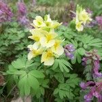 Corydalis cavaFlower