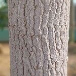 Tamarindus indica Bark