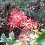 Archidendropsis fournieri Flor
