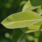 Pyrus nivalis Feuille