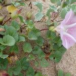 Calystegia soldanella Muu