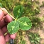 Trifolium resupinatum Листок