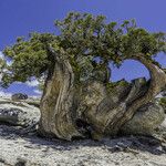 Juniperus occidentalis Характер