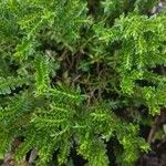 Hebe cupressoides 葉